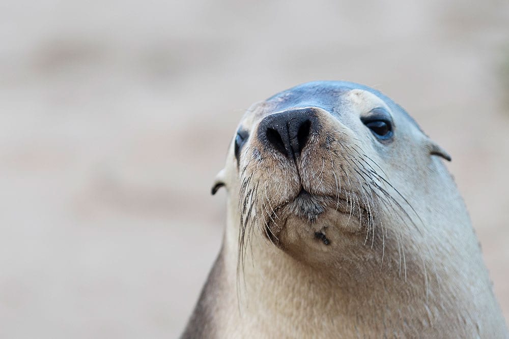 New treatment to save sea lions