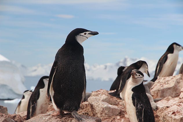 Antarctica, penguins, wildlife, 