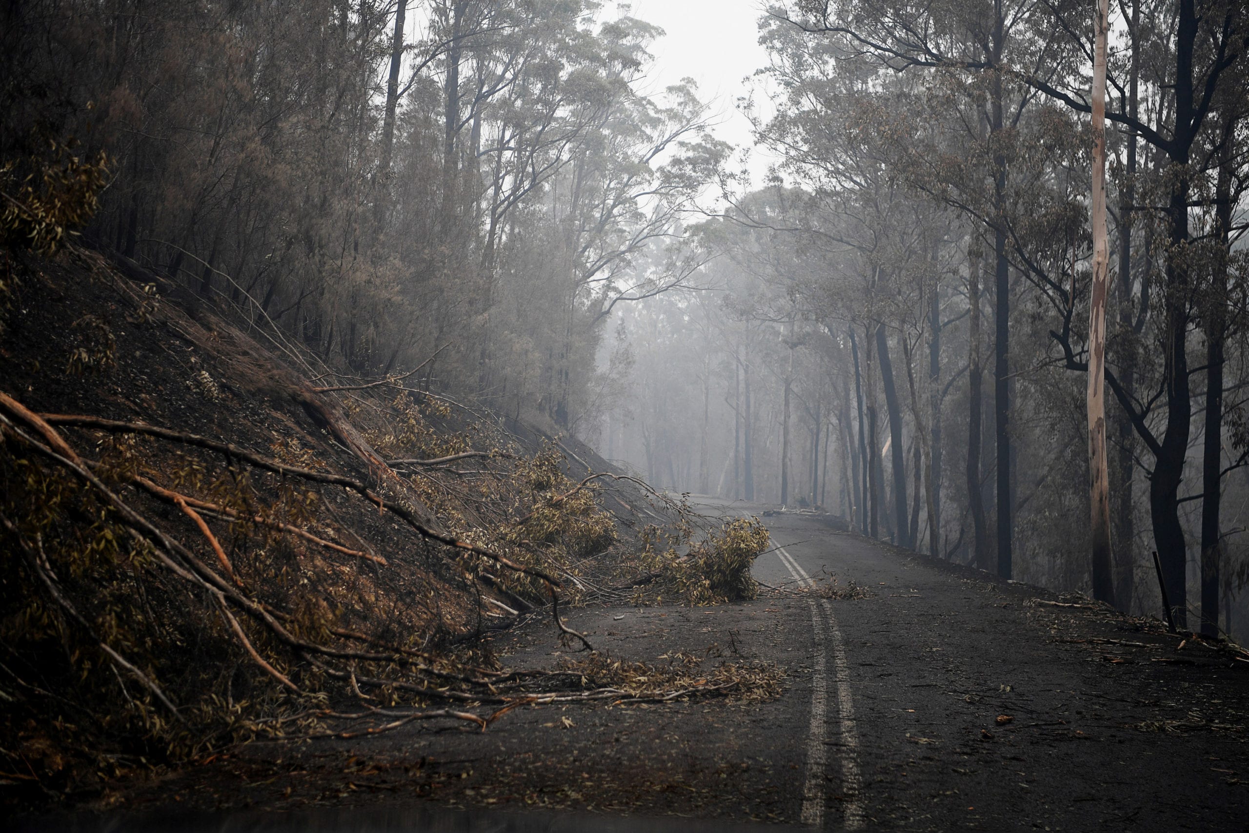 Fallen trees partially block roads in the fire-grounds near Eden, Australia January 7, 2020. REUTERS/Tracey Nearmy
