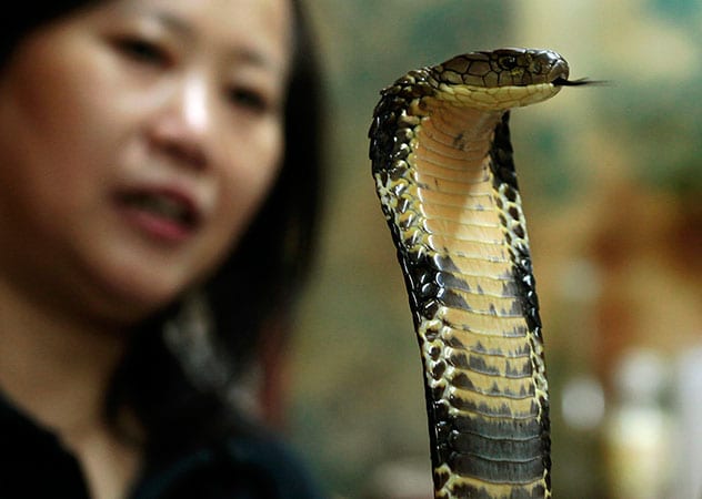 Snakes could be the source of deadly new coronavirus
