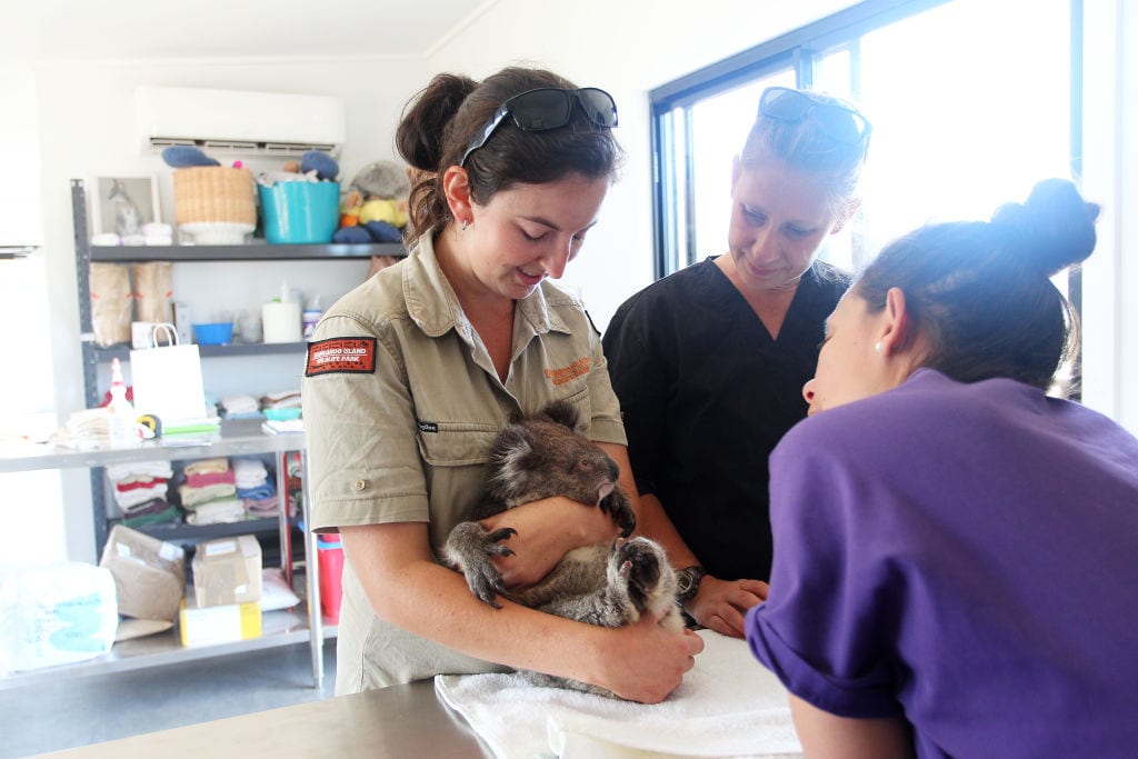 Dana Mitchell, owner of the Kangaroo Island Wildlife Park holds a koala joey affected by the recent bushfires as veterinarian Dr Elise Nishimoto of Kangaroo Island Veterinary Clinic and vet nurse Nikki Anderson of Zoo’s SA apply treatment on February 23, 2020 in Parndana, Australia.  (Photo by Lisa Maree Williams/Getty Images)