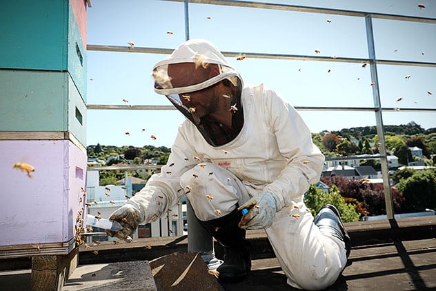 <em>Paul Szyszka catches honey bees from the bee hive at the roof of the Zoology Department, photo credit: University of Otago</em>