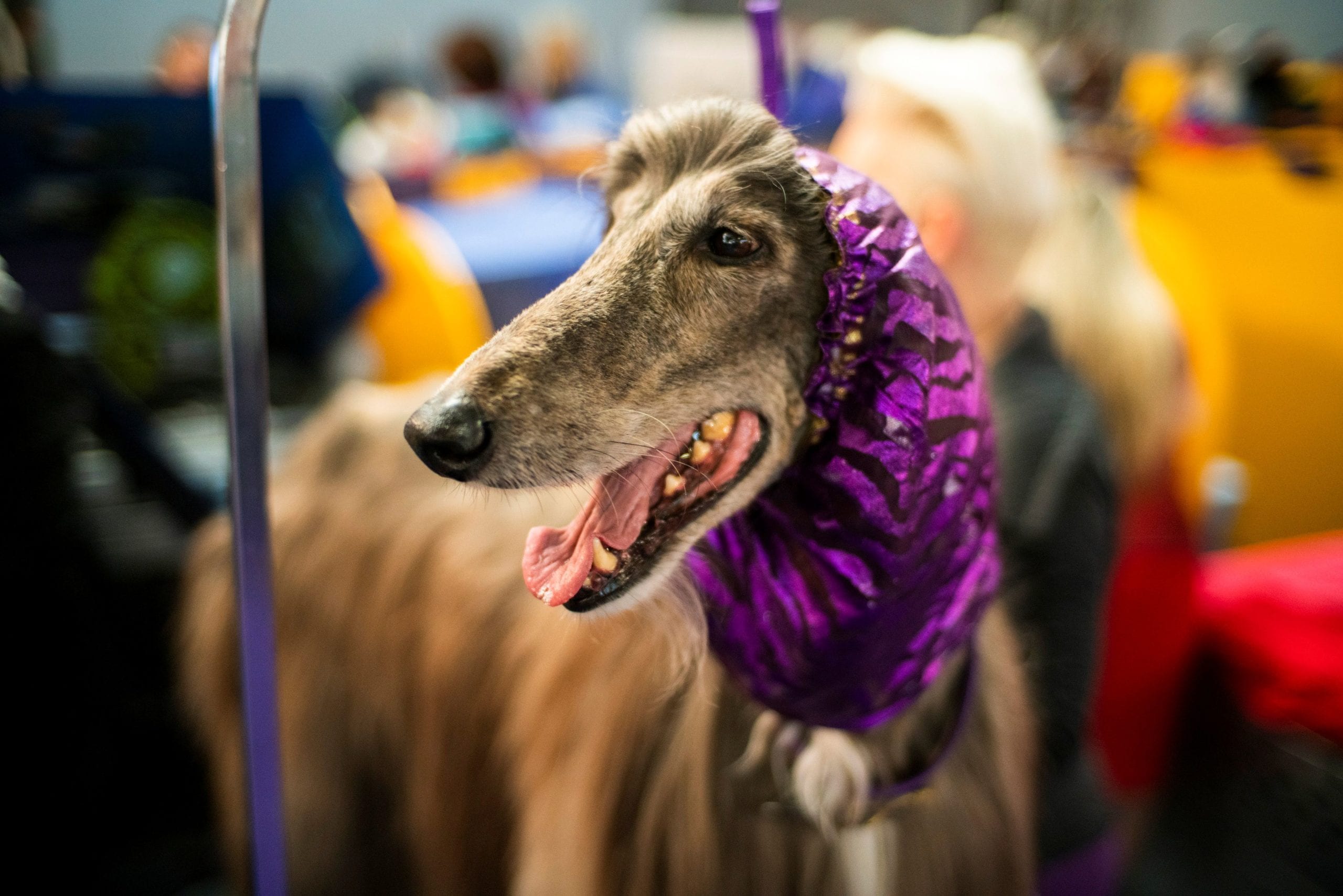 Afghan Hound gets ready at backstage before its performance during the Westminster Kennel Club Dog Show in New York, U.S., February 9, 2020. REUTERS/Eduardo Munoz