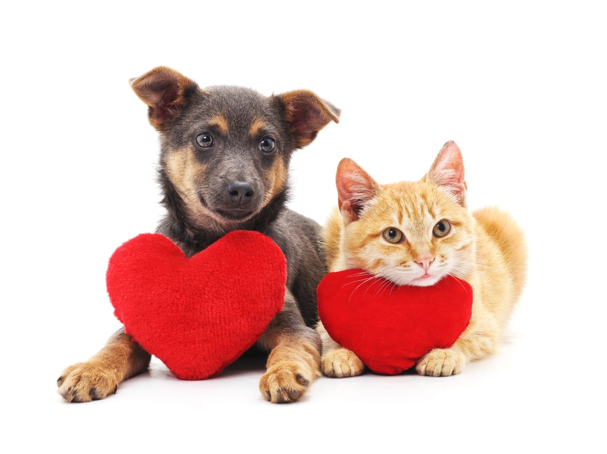 Survey finds almost 30 per cent of people plan to spend Valentine’s Day with their pets