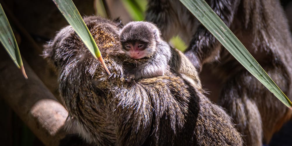 Say hello to Auckland Zoo’s new baby monkeys