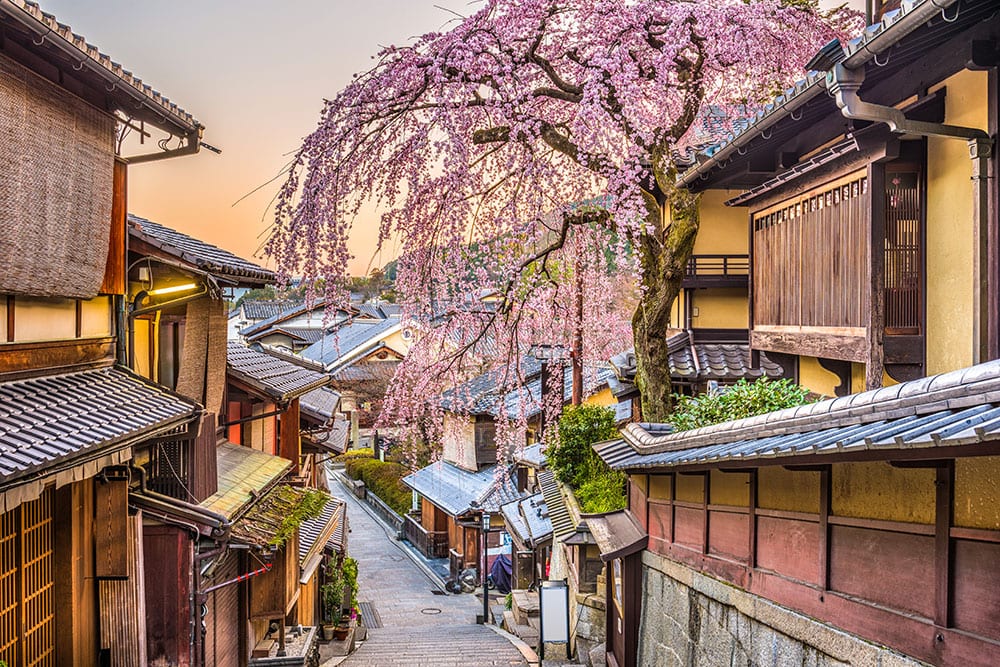 How to see Japan’s cherry blossoms