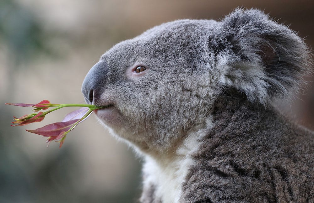 Koalas safely returned to the Blue Mountains
