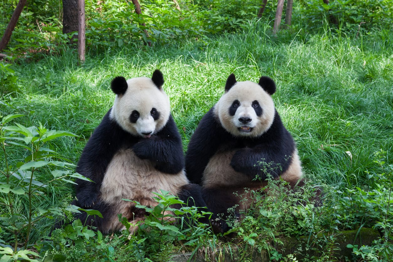 After 10 years, two pandas have finally mated following zoo’s closure to public