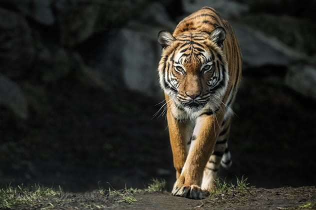 A female Malayan tiger.
