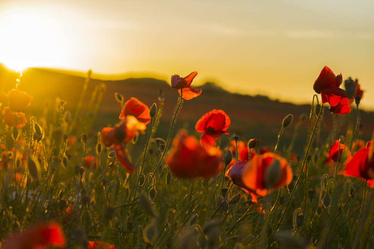 Australians and New Zealanders encouraged to hold driveway dawn services for Anzac Day