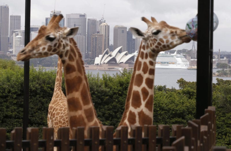 Taronga Zoo launches online TV channel