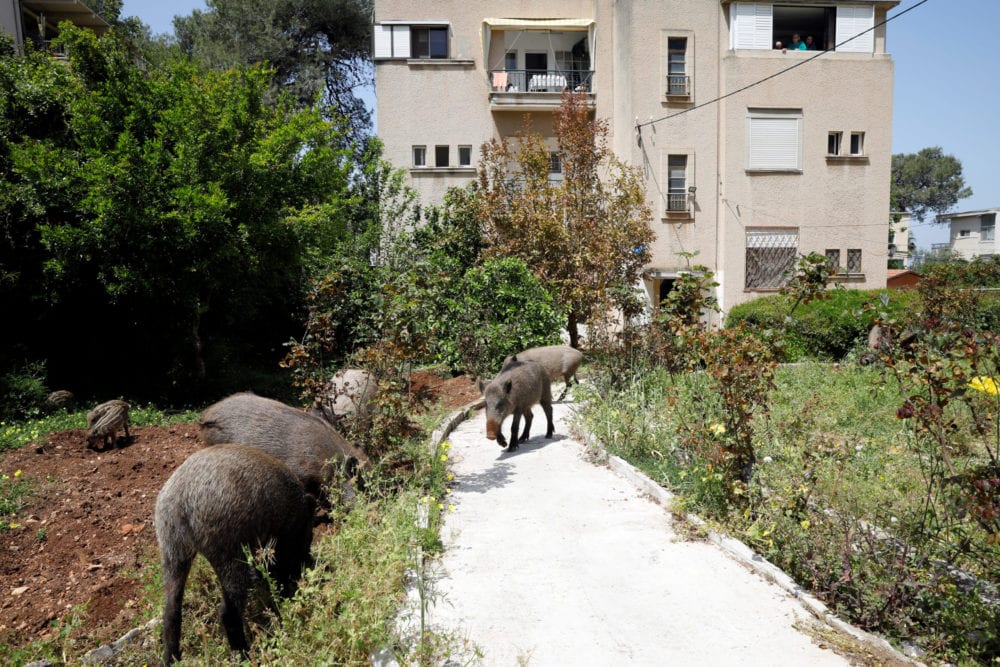Wild boars roam next to a residential building after the government ordered residents to stay home to fight the spread of coronavirus disease (COVID-19), in Haifa, northern Israel April 16, 2020. Picture taken April 16, 2020. REUTERS/Ronen Zvulun - RC286G9T8XK3