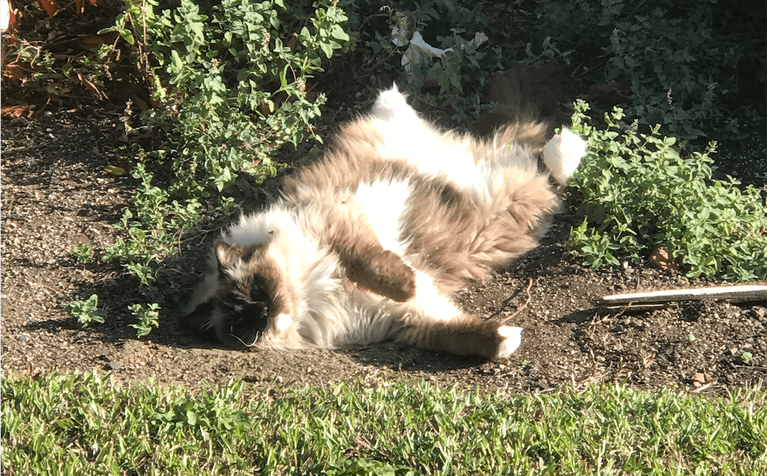 This week I caught my cat Millie in the catnip again. She's an addict.