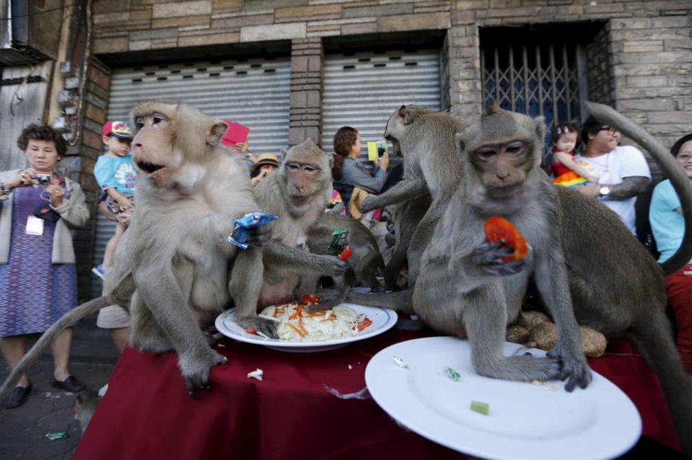 Thai residents live in fear as monkey gangs take over city