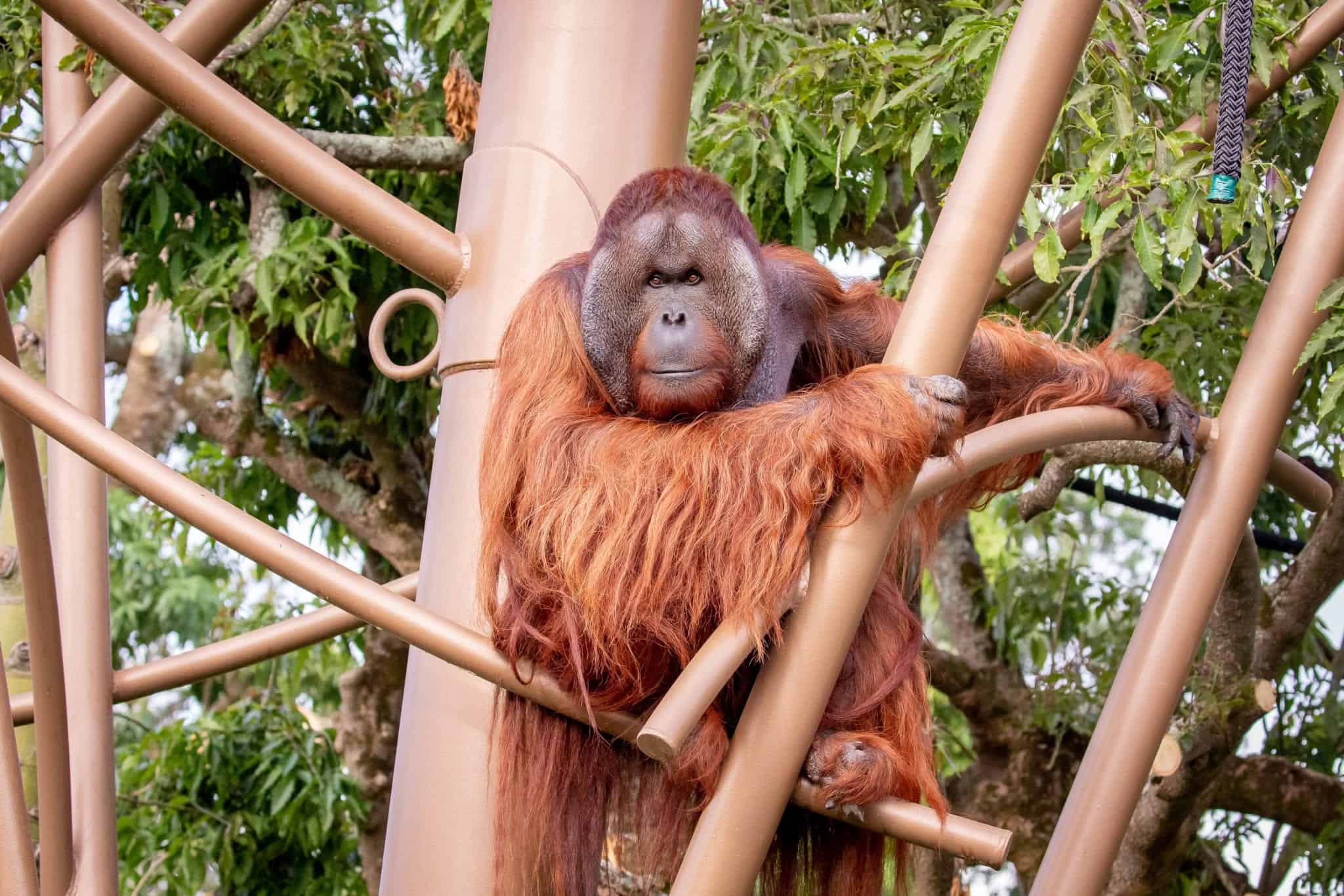 Auckland Zoo unveils exciting new primate habitat with orangutans
