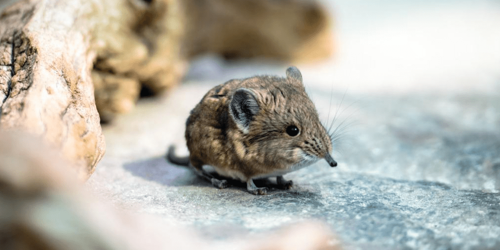 <em>A short-eared shrew, a relative of the newly discovered Somali sengi</em>