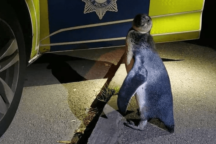 Jail bird: Police pick up penguin on late night waddle