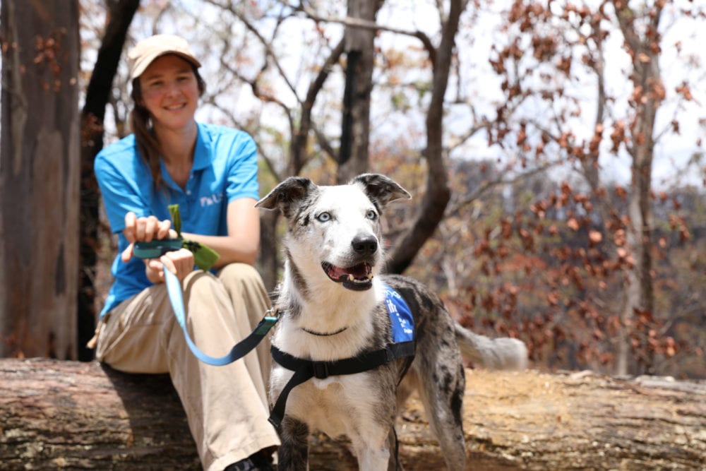 Bear the Dog and his handler Dr Romane Cristescu of Researchers Associate pose for a photo in Kandanga, Australia January 16, 2020. USC Detection Dogs For Conservation/Handout via REUTERS