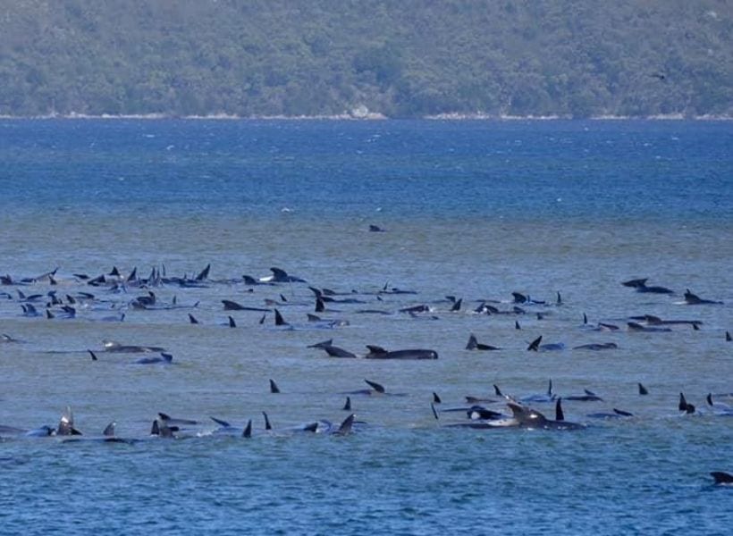 Stranded pilot whales are seen in Macquarie Heads /Reuters