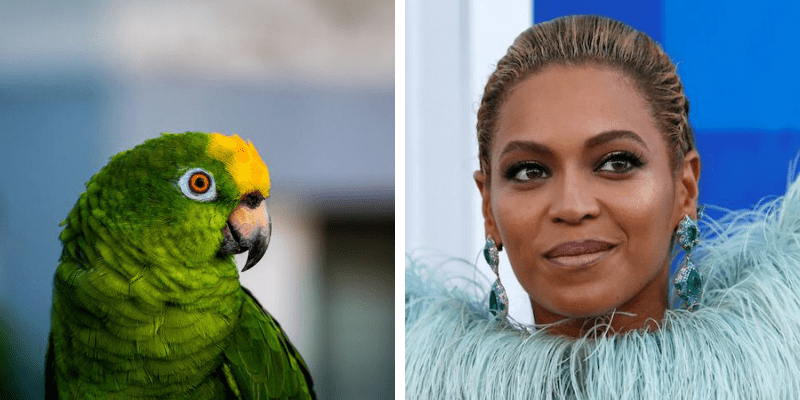 The bird and the Bey: Parrot delivers impressive rendition of ‘If I Were a Boy’