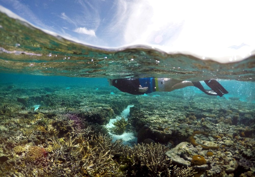 A tourist snorkels above coral in the lagoon located on Lady Elliot Island on the Great Barrier Reef, 80 kilometers north-east from the town of Bundaberg in Queensland, Australia, June 9, 2015. REUTERS/David Gray