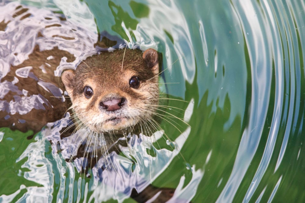 A lonely otter named Harris finds his ‘significant otter’ through a dating site