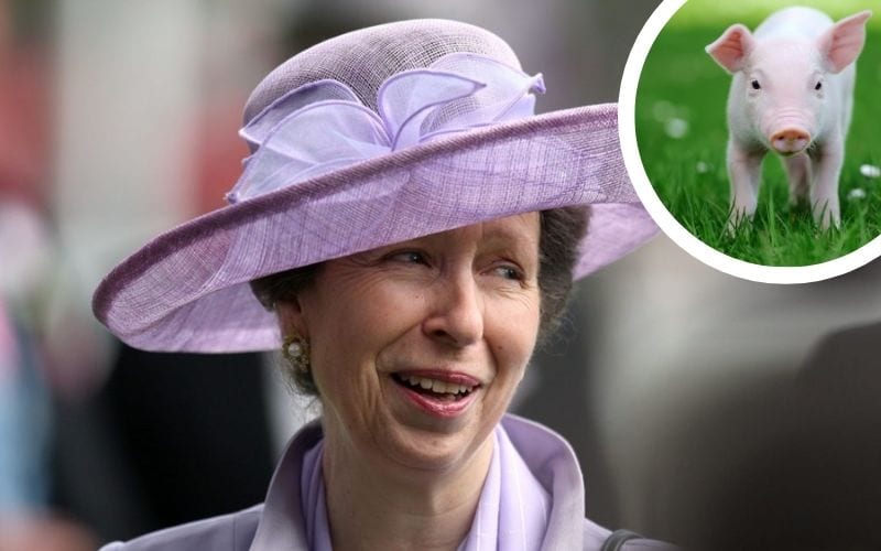 Oink! Princess Anne Loves Chatting to Her Pet Pigs