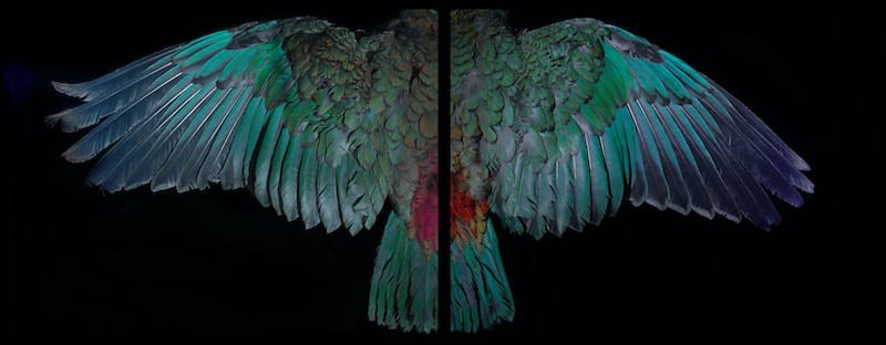 Fiona Pardington, 'Davis Kea Wings', 2015. Courtesy of the Artist and Starkwhite, Auckland.