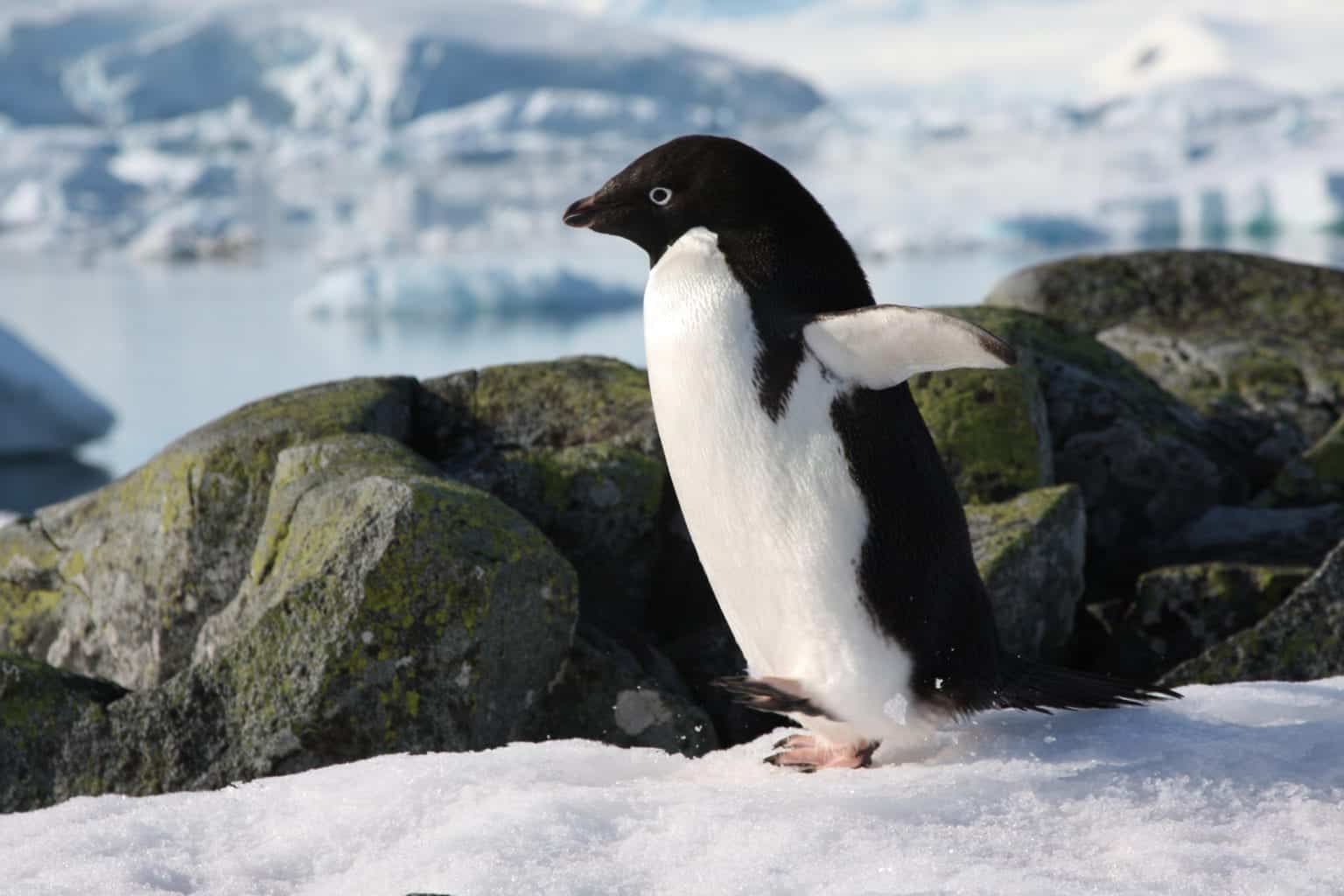 Meet the penguins of Antarctica MiNDFOOD