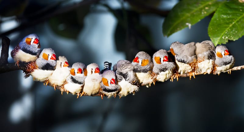 Zebra finches can recognise the calls of at least 50 flockmates