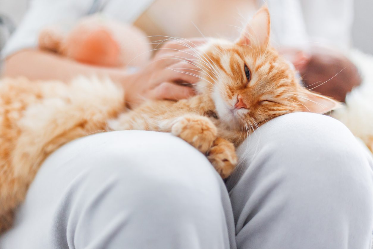 Woman stroking cute ginger cat on her knees. Fluffy pet frowning of pleasure. Cozy morning at home.