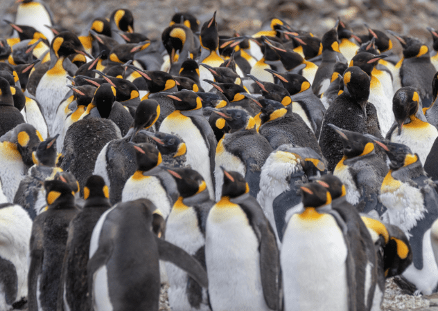 Meet the penguins of Antarctica 