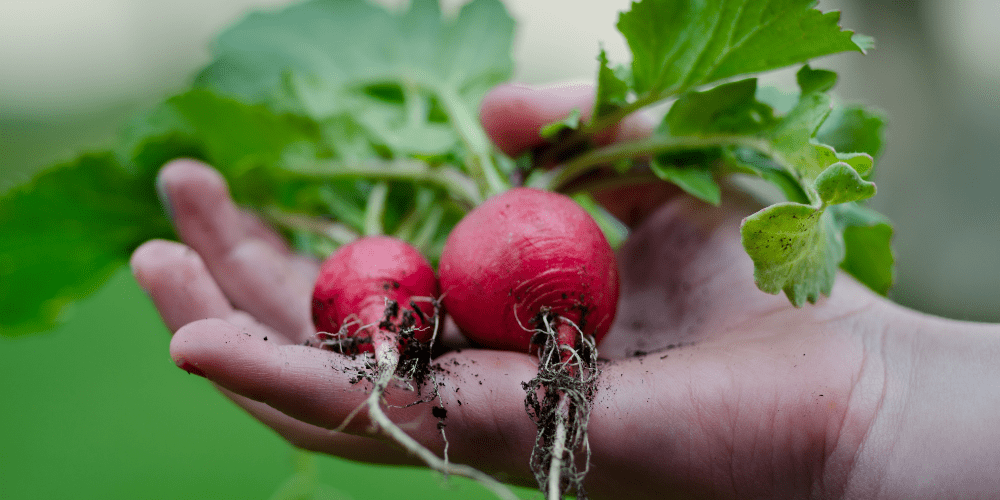 Summer crops: a gardener’s guide to growing radishes