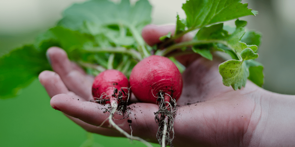 Summer Crops: a Gardener’s Guide to Growing Radishes