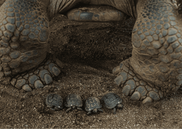 Auckland Zoo welcomes four little Galápagos tortoise hatchlings
