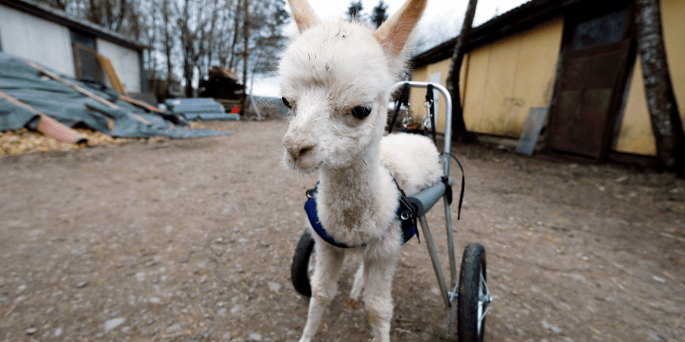 Orphaned and disabled, baby alpaca walks again with her own set of wheels