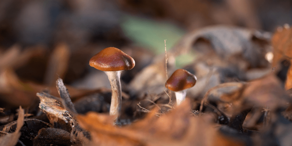 Magic mushroom compound at least as good as antidepressant – study