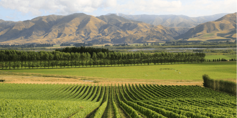 10 wine regions to discover in New Zealand