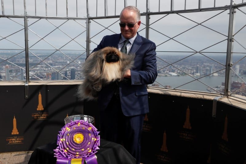 Wasabi, a Pekingese of East Berlin, Pennsylvania is held by his owner and handler David Fitzpatrick after winning the Best in Show at the 145th Westminster Kennel Club Dog Show during a photo opportunity at the Empire State Building in New York City, U.S., June 14, 2021. REUTERS/Shannon Stapleton