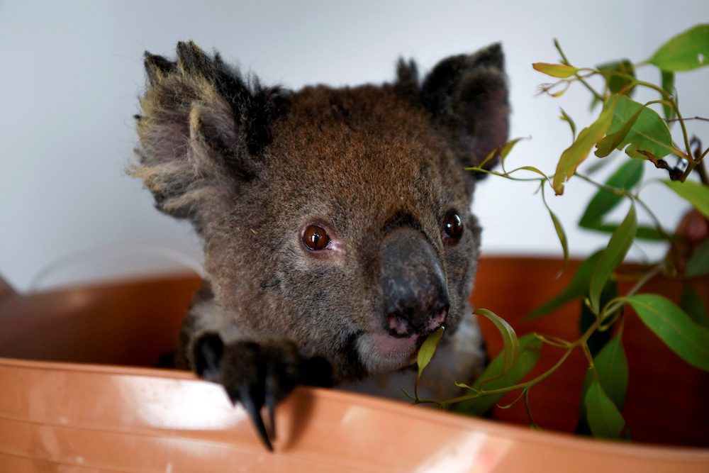 Australia has lost one third of its koalas in the past three years