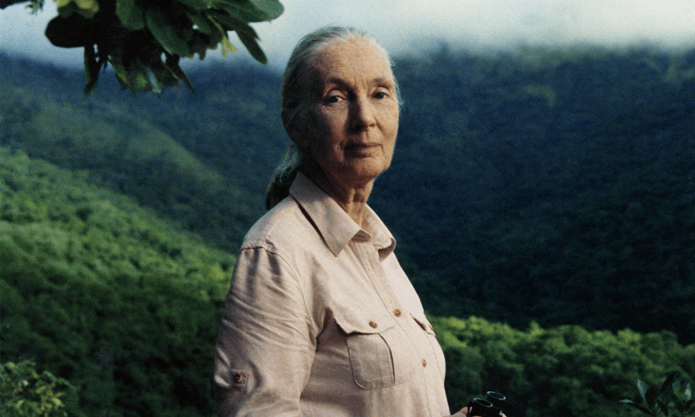 Jane Goodall: ‘We’ve got to rethink our relationship with the natural world’