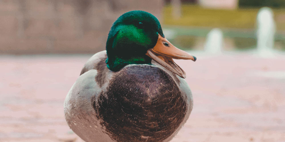 Scientists discover recordings of ‘talking’ duck