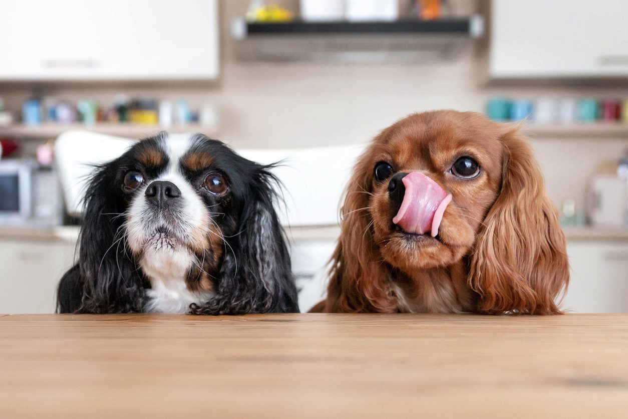 Are you feeding your dog the best food for their health?