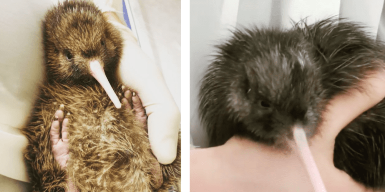Rare kiwi chick born on first day of spring in Franz Josef