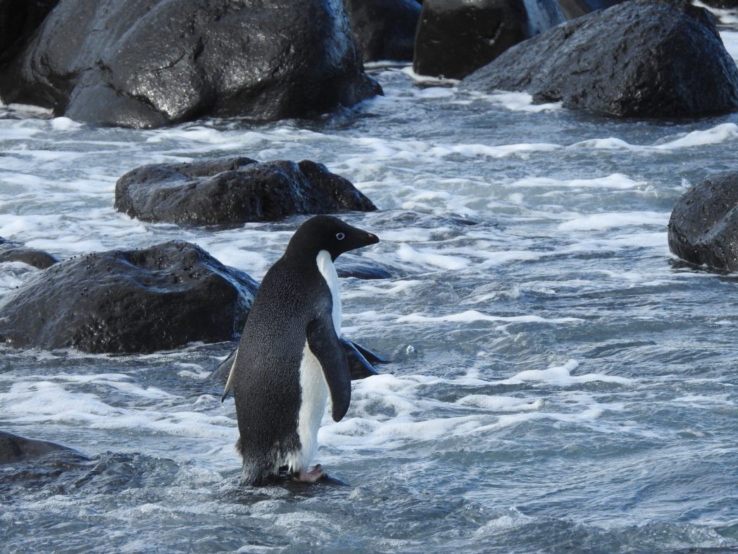 Antarctic penguin lands on New Zealand shores after 3,000km journey