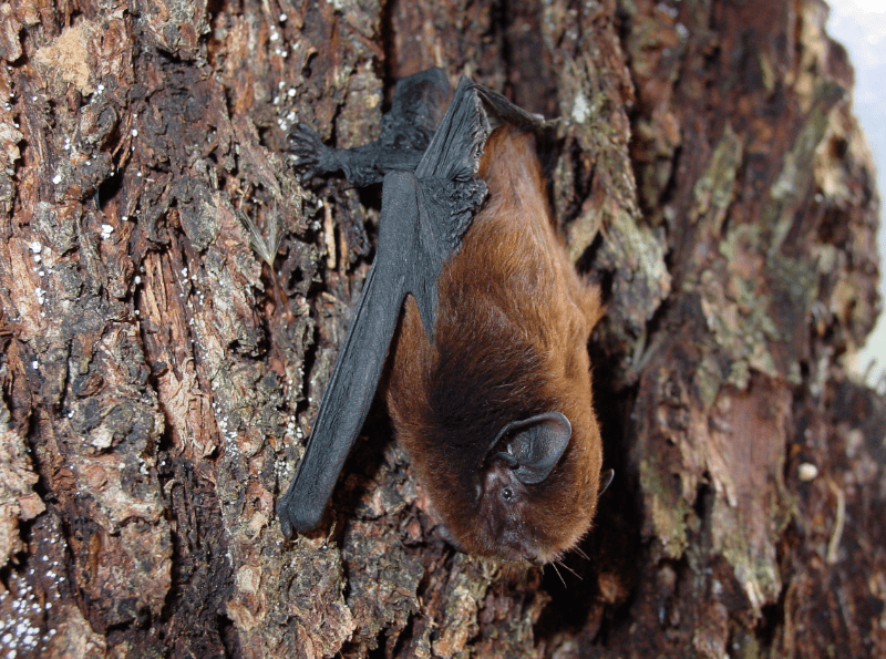 Endangered bat takes home the 2021 Bird of the Year title