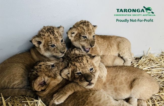 Five adorable lion cubs join Taronga Zoo’s pride