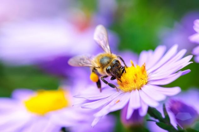Like humans recognise faces, bees are born with an innate ability to find and remember flowers