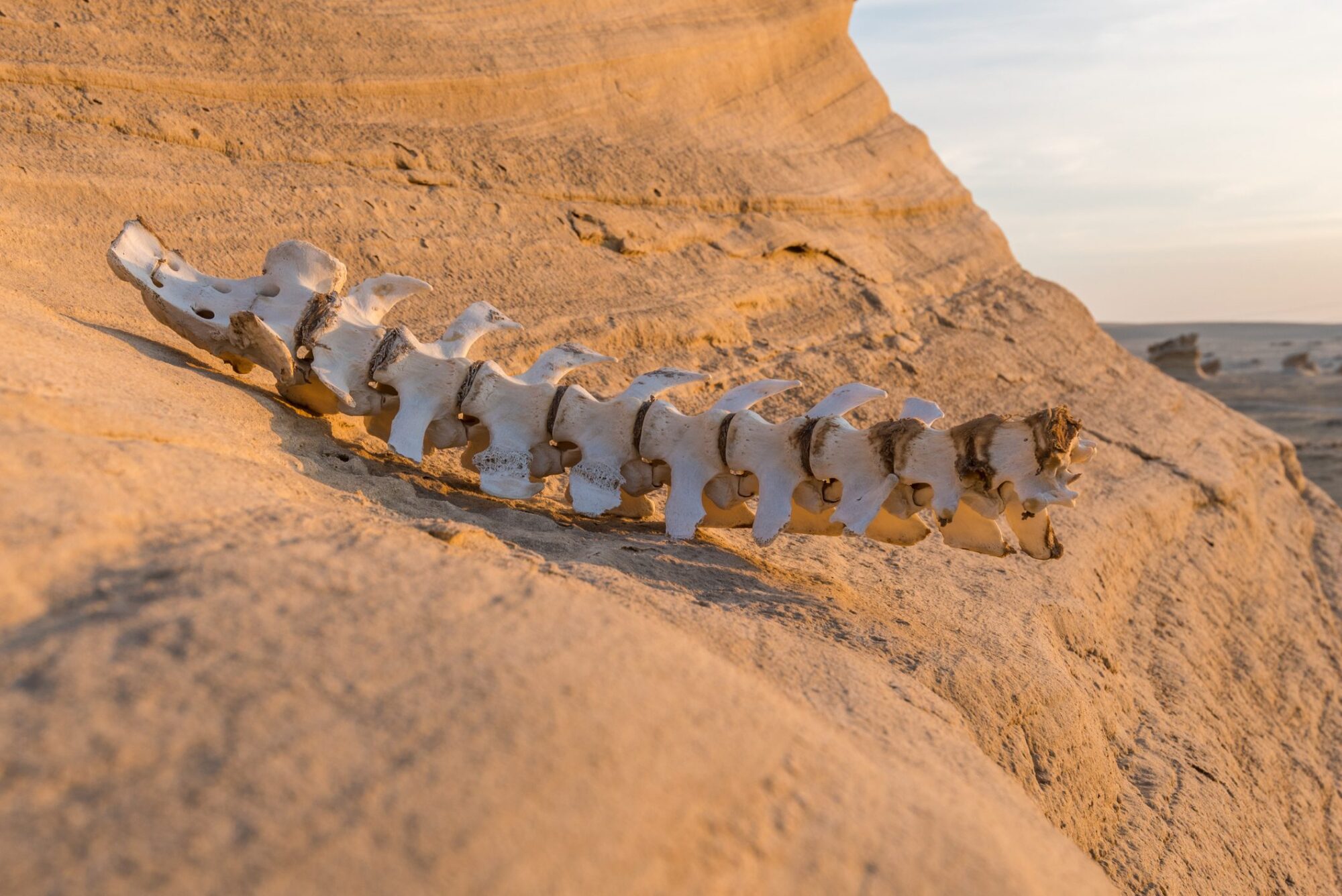 Fossil spine suggests ancient human relative walked like us, but climbed like an ape
