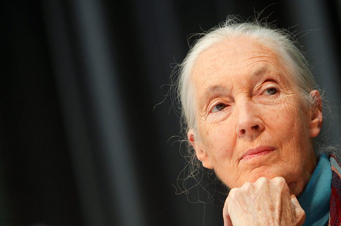 Renowned primatologist Jane Goodall to headline International Women’s Day event in Australia